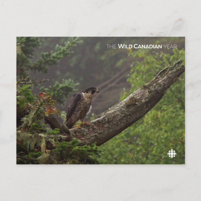 Fall - Peregrine Falcon Postcard (Front)