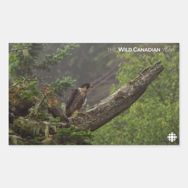 Fall - Peregrine Falcon Rectangular Sticker (Front)
