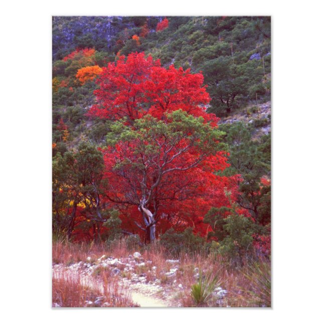 Fall Photo Print (Front)