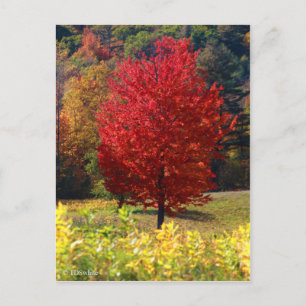 Fall Pictures Postcard