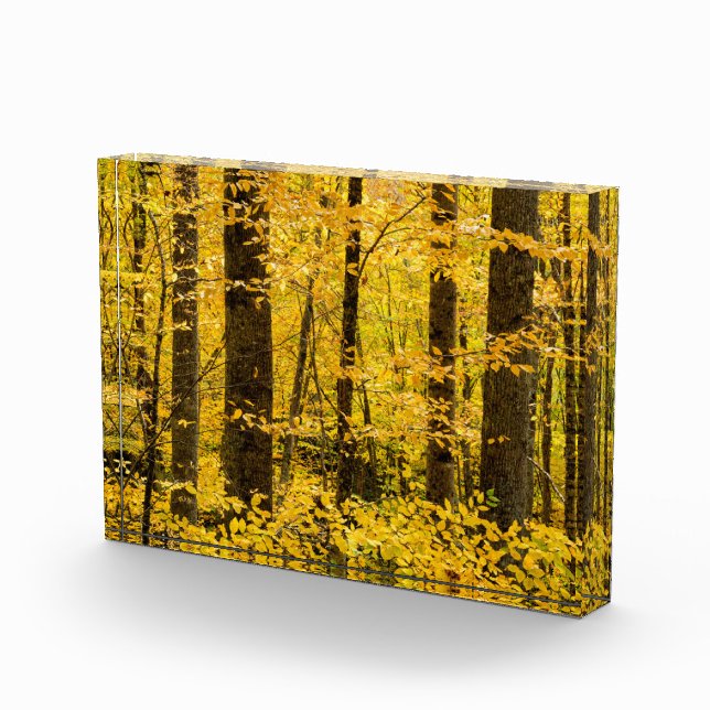 Fall Pisgah National Forest Photo Block (Right)