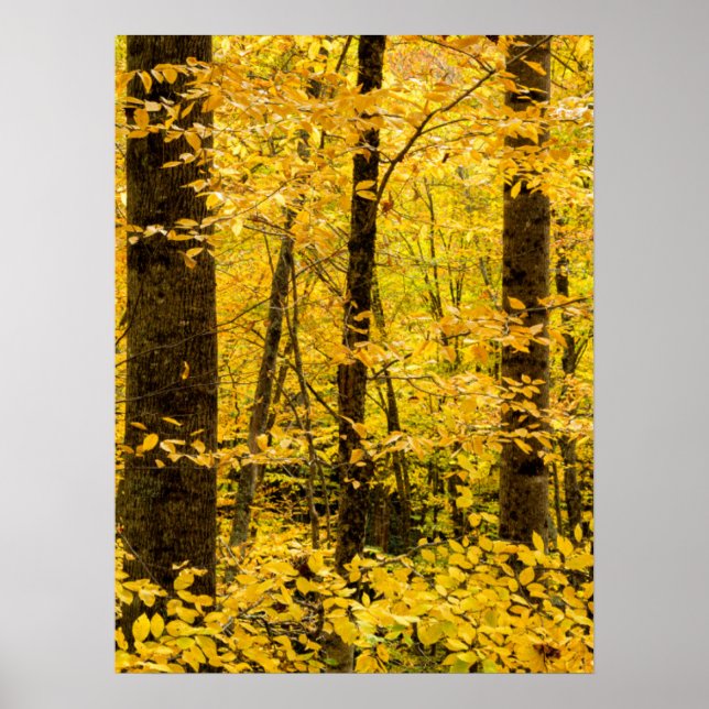 Fall Pisgah National Forest Poster (Front)