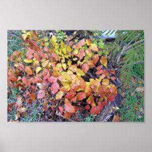 Fall poison ivy poster