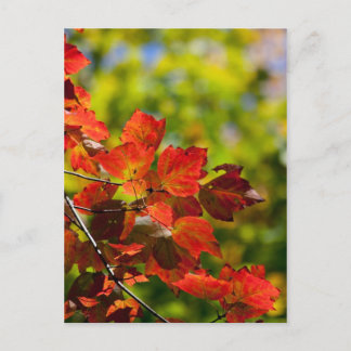 Fall Postcard
