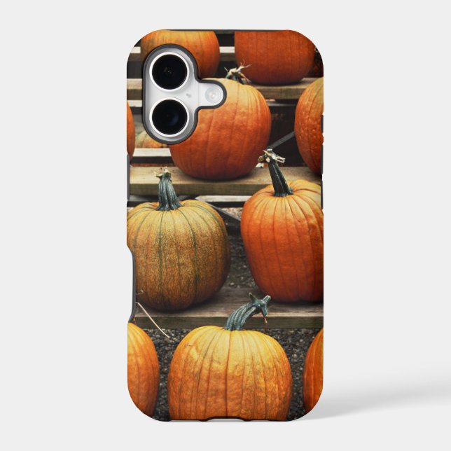 Fall pumpkins (Back)