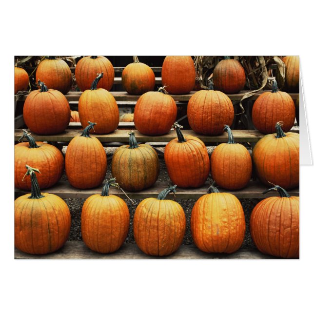Fall pumpkins (Front Horizontal)