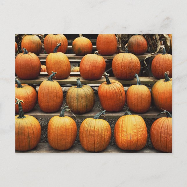 Fall pumpkins postcard (Front)