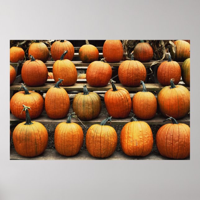 Fall pumpkins poster (Front)