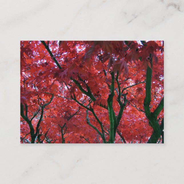 fall red maple leaves business card (Front)