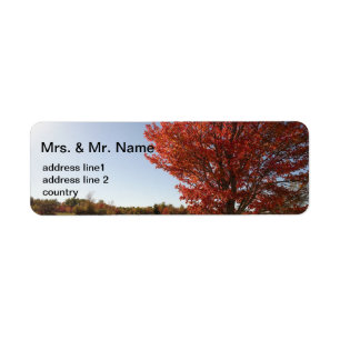 Fall red maple tree