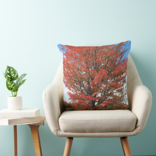 Fall red maple tree against blue sky cushion