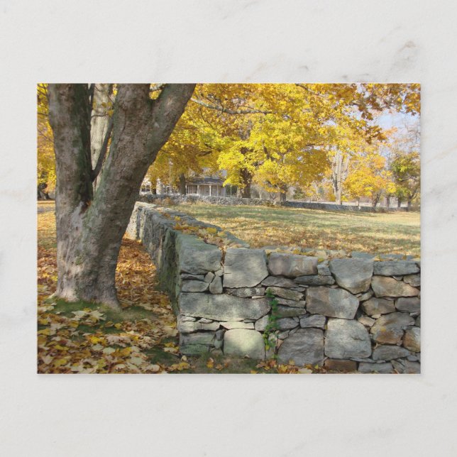 Fall scene with tree and stone wall postcard (Front)