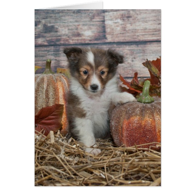 Fall Sheltie Puppy (Front)