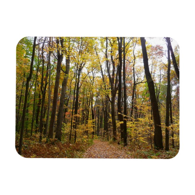 Fall Trail and Golden Leaves at Laurel Hill Park Magnet (Horizontal)