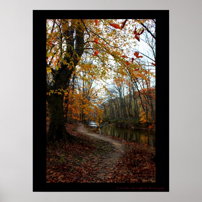 Fall Tree Along Winding Path Poster (Front)
