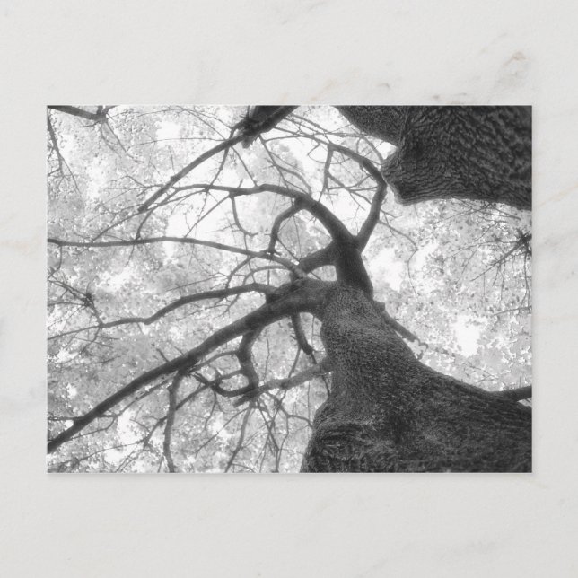 Fall Tree in Black and White Postcard (Front)