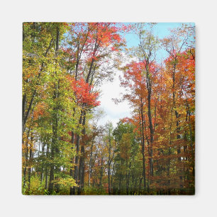Fall Trees and Blue Sky Autumn Nature Photography Magnet