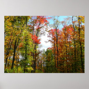 Fall Trees and Blue Sky Autumn Nature Photography Poster