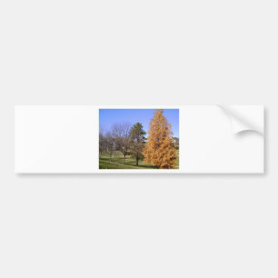 Fall Trees Bumper Sticker