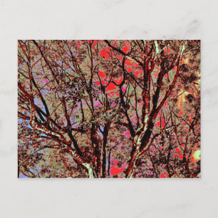 FALL TREES POSTCARD