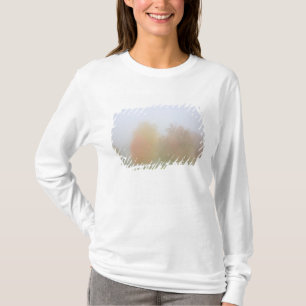 Fall trees shrouded in mist T-Shirt