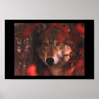 Fall wolf poster