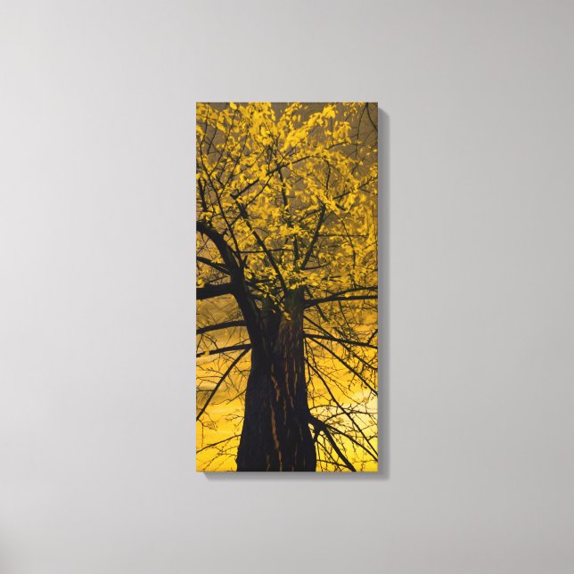 Fall Yellow Tree Painting Canvas Print (Front)