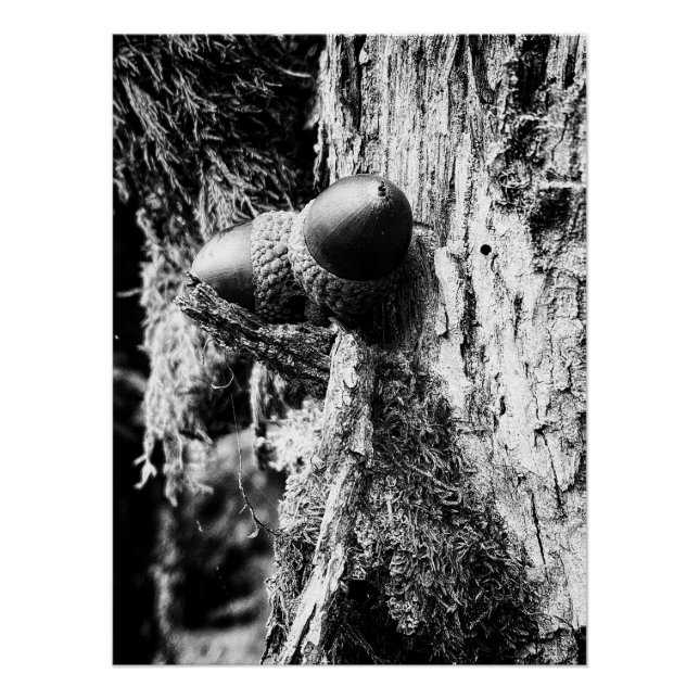 Fallen acorns on the tree poster (Front)