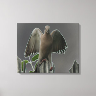Fallen Angel Dove Canvas Print