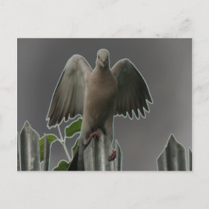 Fallen Angel Dove Postcard