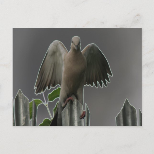 Fallen Angel Dove Postcard (Front)