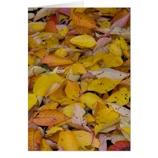 Fallen autumn leaves (Front)