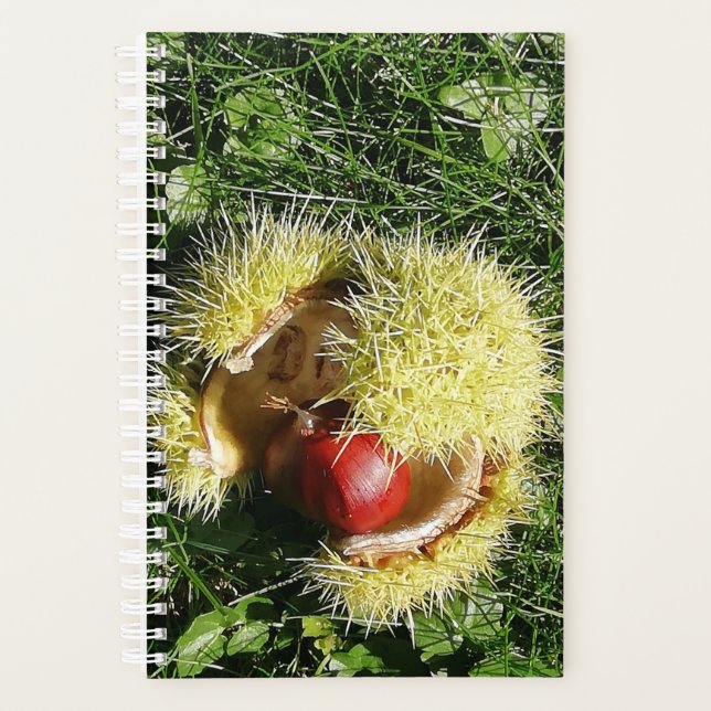 Fallen chestnut fruit in a husk. planner (Front)