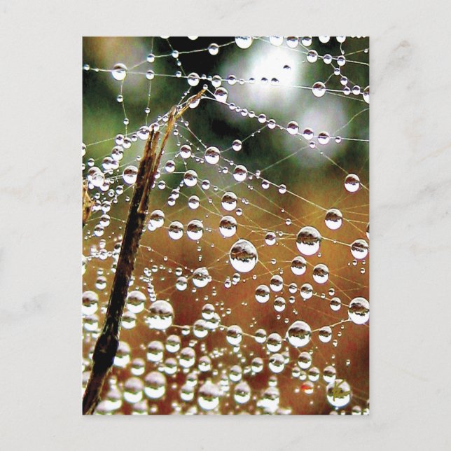 Fallen Fence Covered in Dew, Spider Web Postcard (Front)