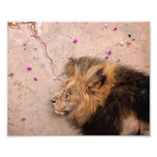 Fallen King Photo Print