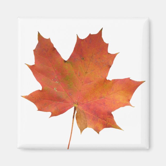 Fallen Leaf 01 Magnet (Front)