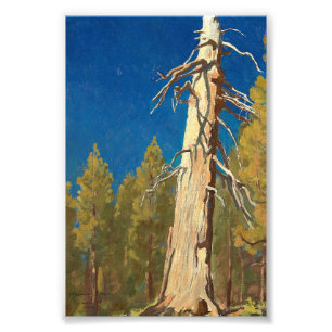 Fallen Leaf by Maynard Dixon Photo Print