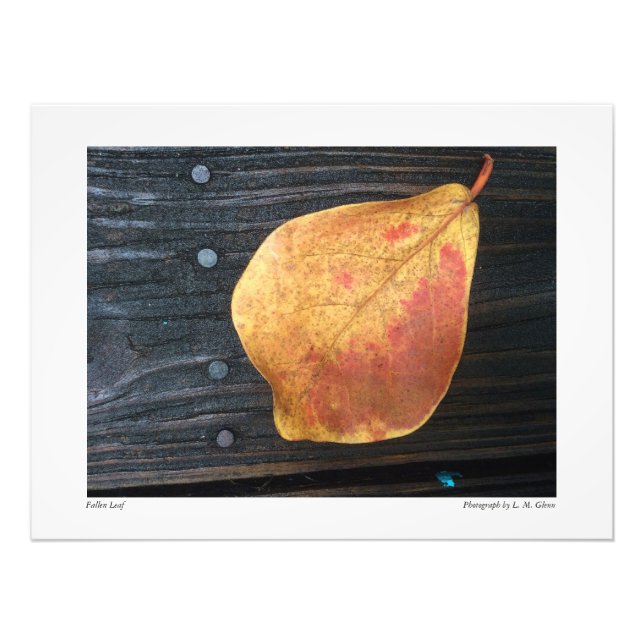 Fallen Leaf Photo Print (Front)