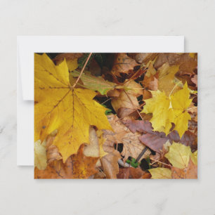 Fallen Maple Leaves Yellow Autumn Nature