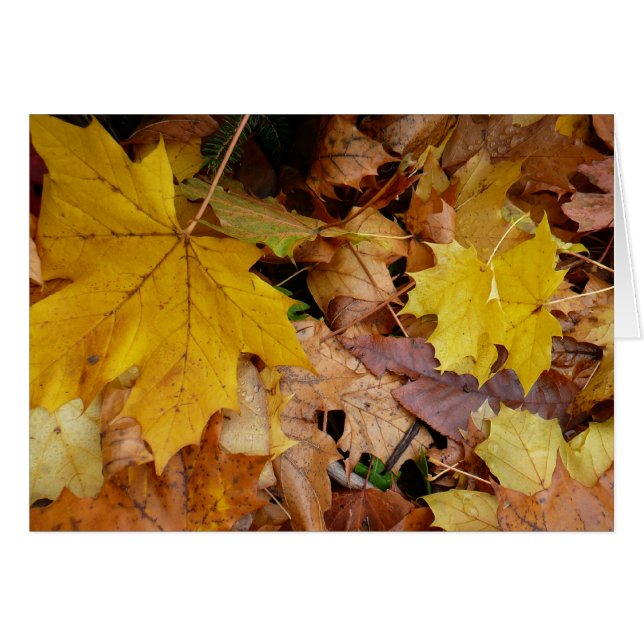 Fallen Maple Leaves Yellow Autumn Nature (Front Horizontal)