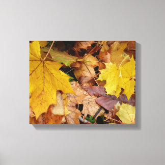 Fallen Maple Leaves Yellow Autumn Nature Canvas Print