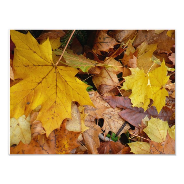 Fallen Maple Leaves Yellow Autumn Nature Photo Print (Front)