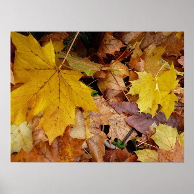 Fallen Maple Leaves Yellow Autumn Nature Poster (Front)