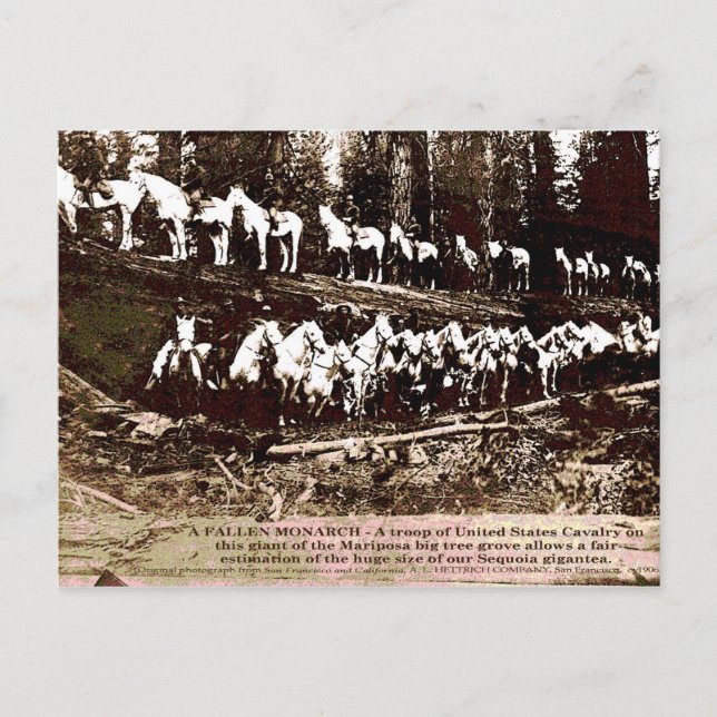 Fallen Monarch - Postcard (Front)