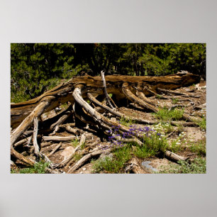 Fallen Pine Tree Poster