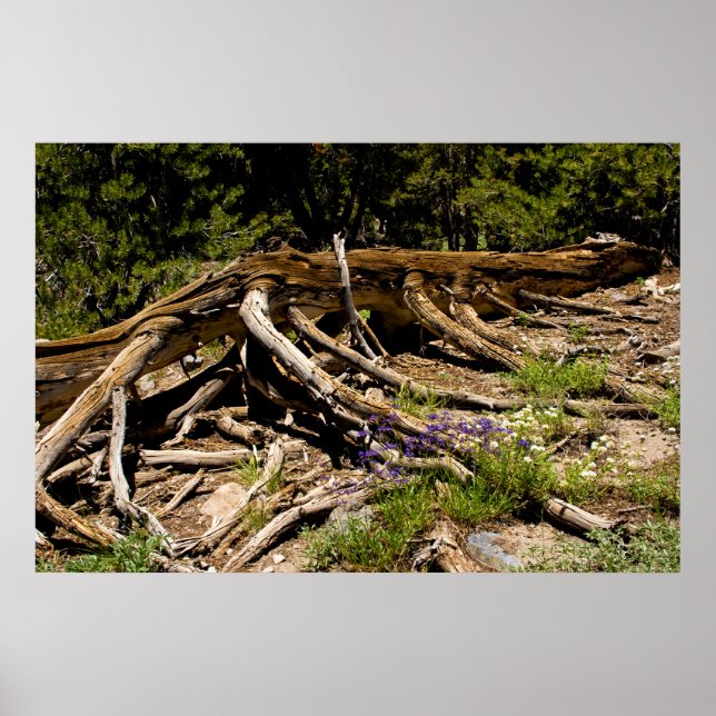Fallen Pine Tree Poster (Front)
