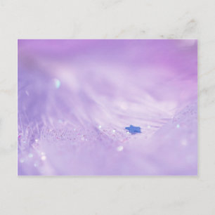 Fallen Star Postcard