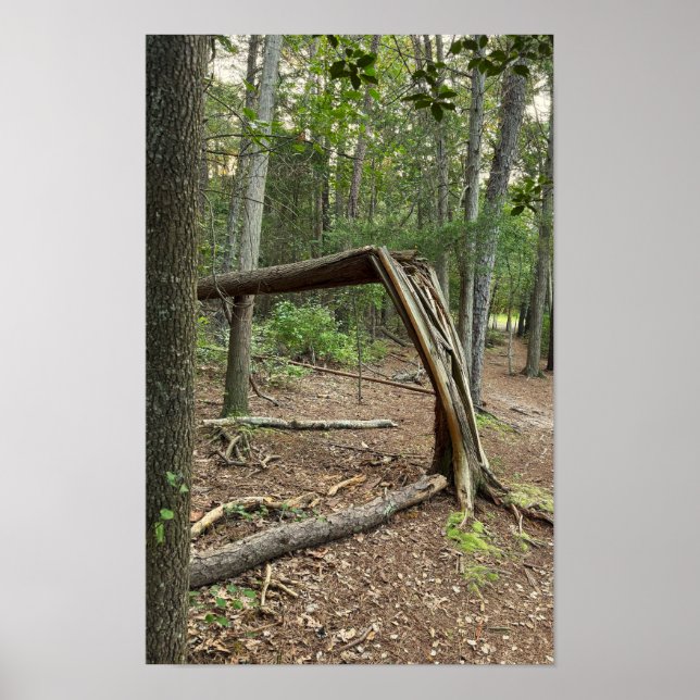 Fallen Tree in Park Poster (Front)