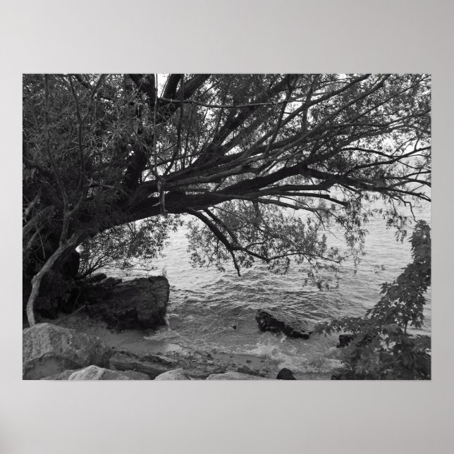Fallen Tree over Water Poster (Front)