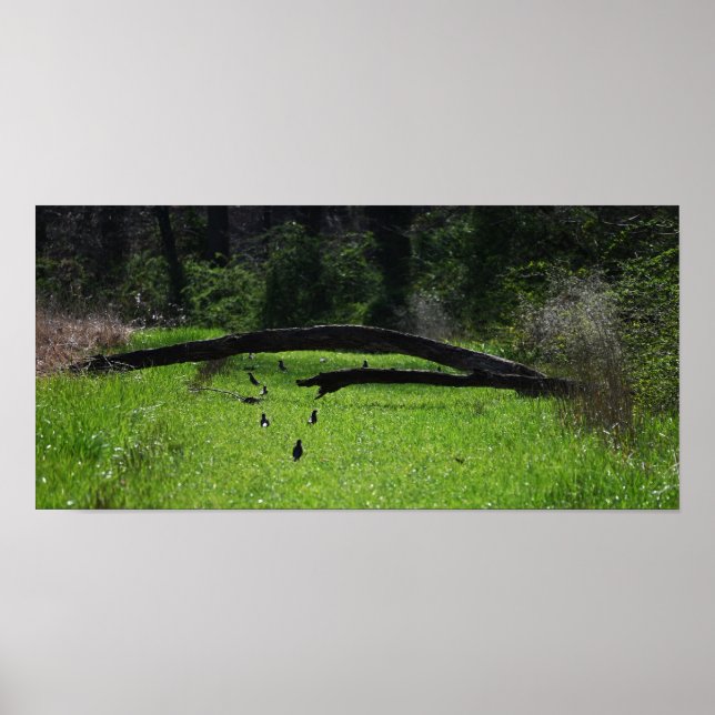 Fallen Tree Photo Poster (Front)